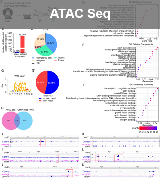 ATAC Seq analysis in zebrafish hearts