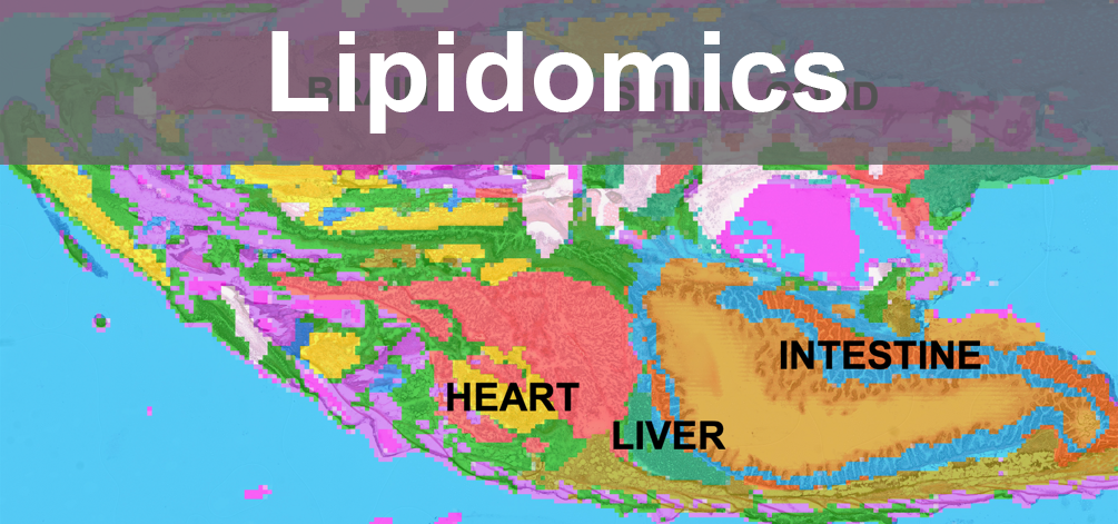 Mass Spectrometry Imaging on Zebrafish