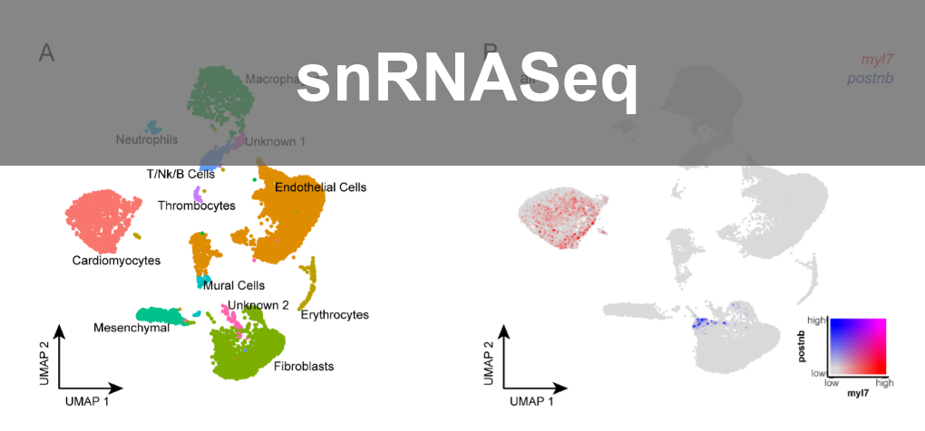 Single-nuclei RNASeq of regenerating zebrafish heart